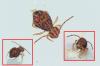 Dicyrtomina ornata